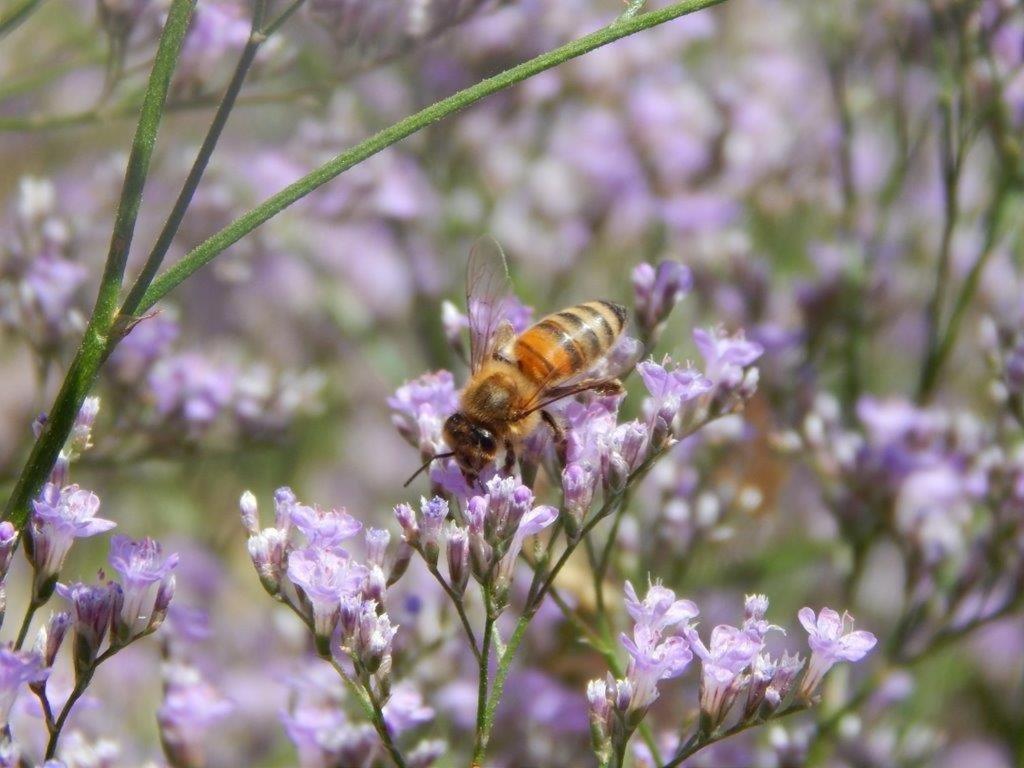 Apiflore Garéoult Kültér fotó