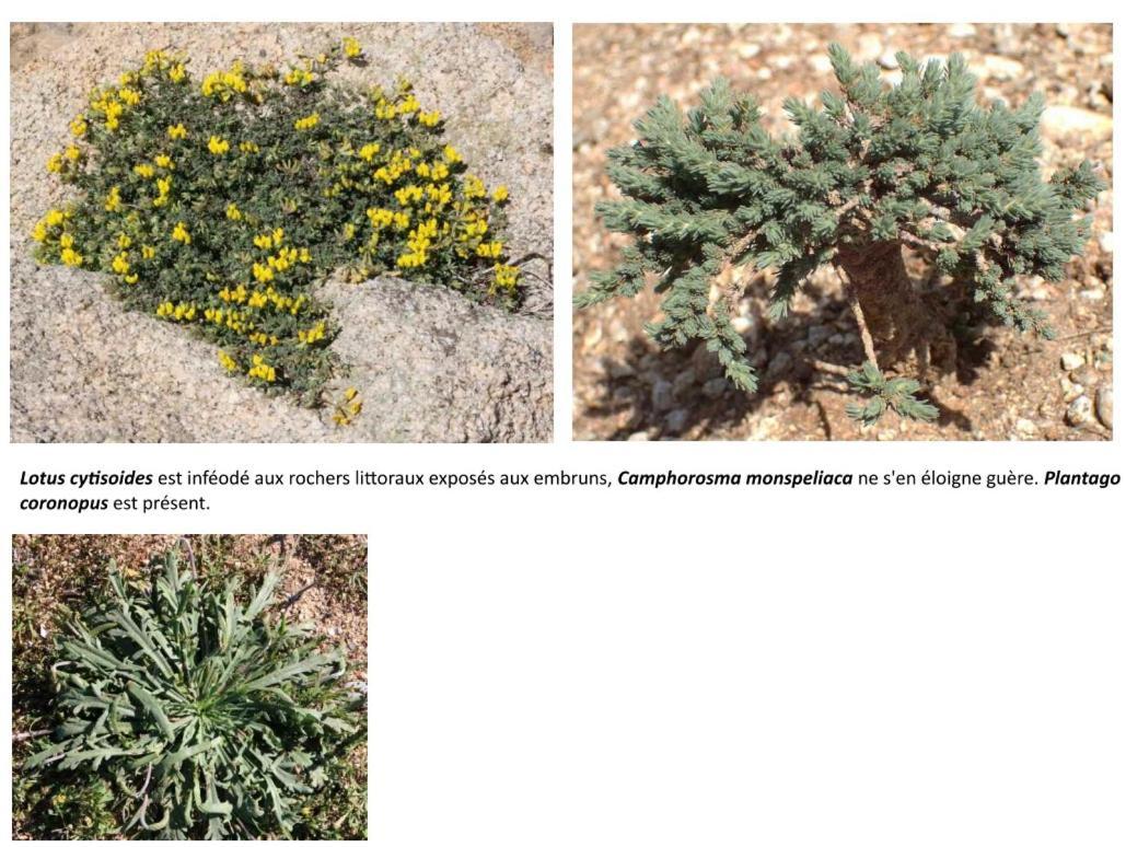 Apiflore Garéoult Kültér fotó