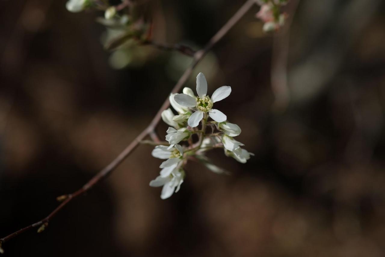 Apiflore Garéoult Kültér fotó