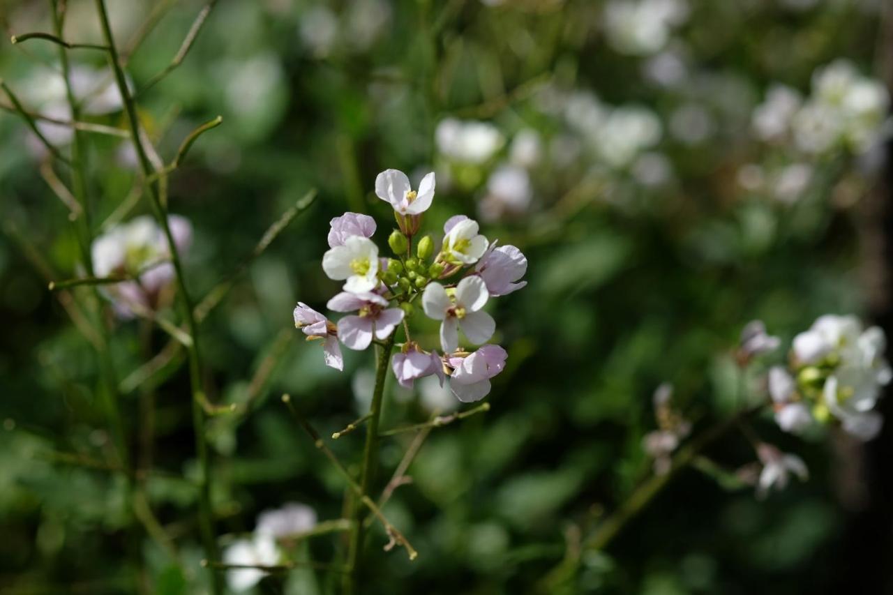 Apiflore Garéoult Kültér fotó